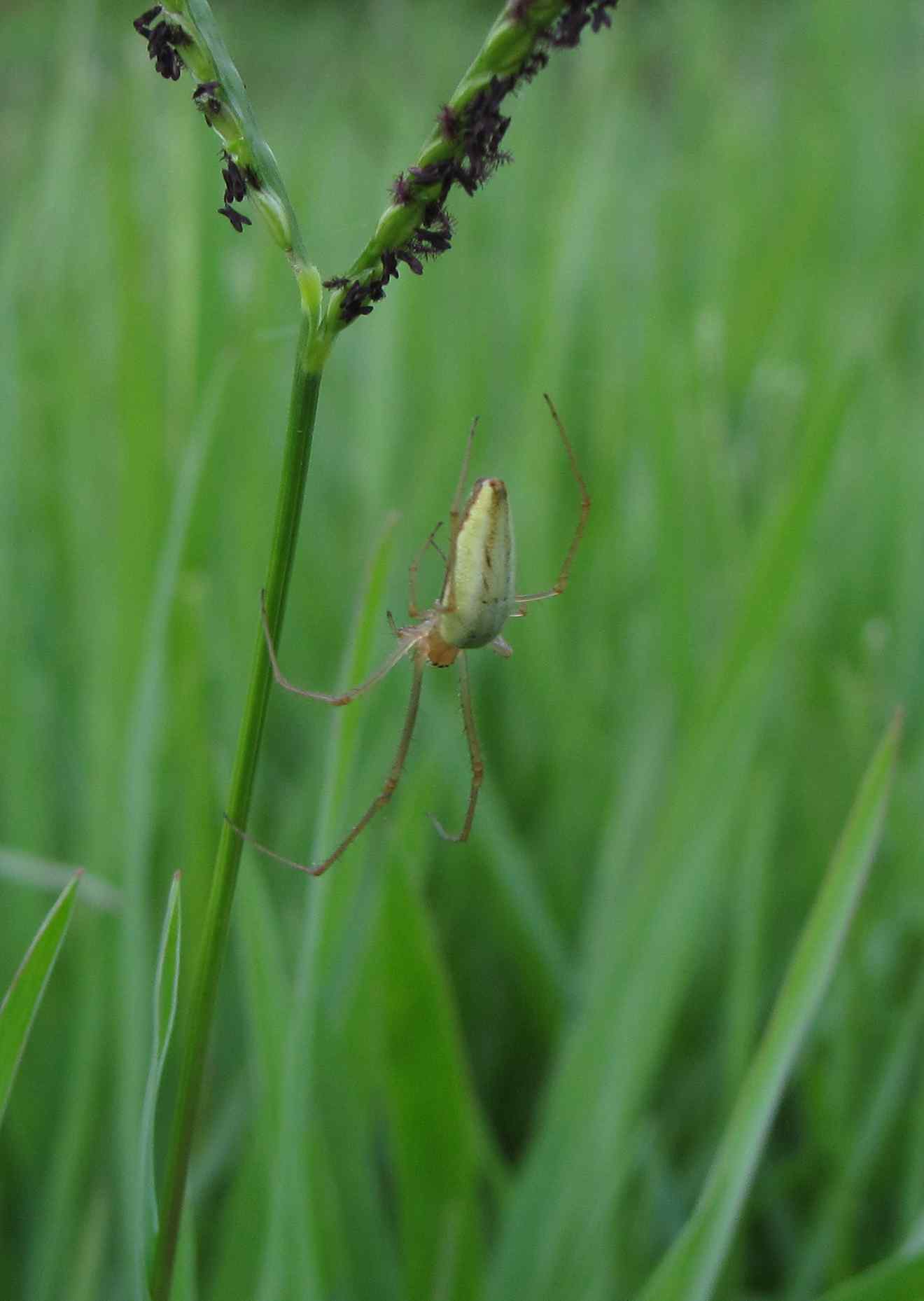 Tetragnatha sp.